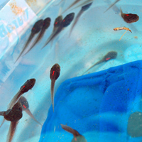 VIE marked tadpoles