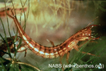 A dytiscid diving beetle larva