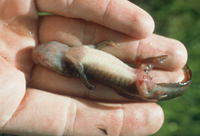 Ranavirus-infected tiger salamander larva