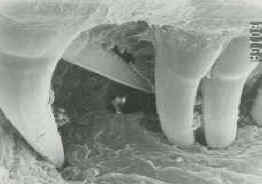 Boiga_groove.jpg (4947 bytes)