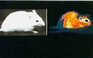 Visual_IR2.jpg (12786 bytes)