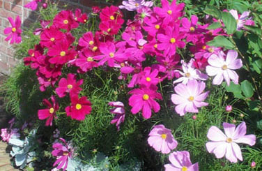 Cosmos spp. (© V.I. Lohr)