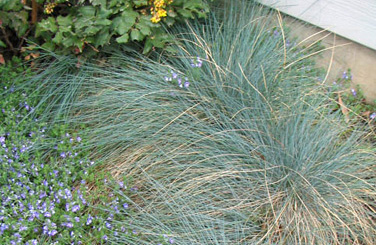 Festuca ovina var. glauca (foreground) with Veronica pectinata and Mahonia repens (&copy; V.I. Lohr)