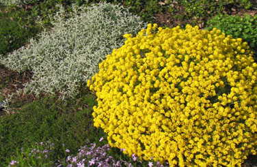 Waterwise groundcovers, clockwise from top left: Cerastium tomentosum, Aurinia saxatilis, Thymus spp. (&copy; V.I. Lohr)