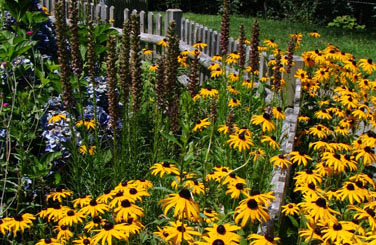 Rudbeckia spp. (&copy; V.I. Lohr)