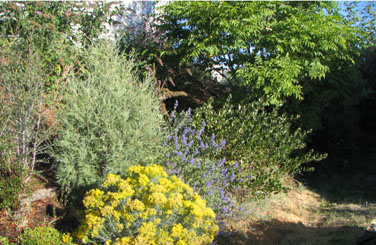 Clockwise from top right: Phellodendron sachalinense (tree), Ceanothus velutinus, Caryopteris x clandonensis (blue flowers), Ericameria nauseosus (yellow flowers), and Juniperus occidentalis (&copy; V.I. Lohr)