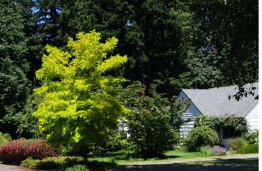 Robinia pseudoacacia &lsquo;Aurea&rsquo; (foreground) in a waterwise landscape (&copy; V.I. Lohr)