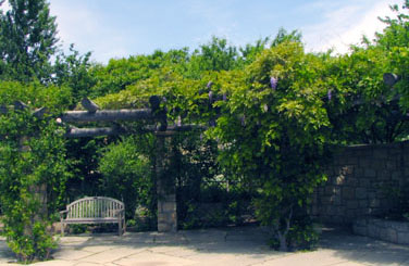 Wisteria spp. (&copy; V.I. Lohr)