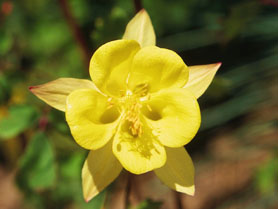 Aquilegia chrysantha (V.I. Lohr)