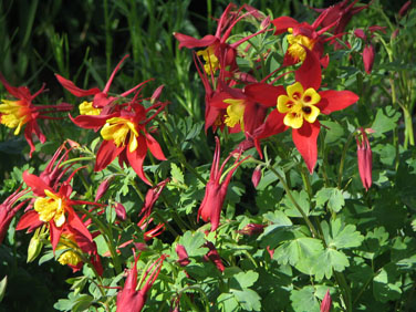 Aguilegia flowers (V.I. Lohr)