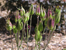 Aquilegia seed pods (V.I. Lohr)