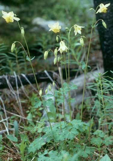 Aguilegia flavescens (V.I. Lohr)