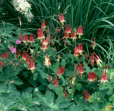 Aguilegia formosa (V.I. Lohr)