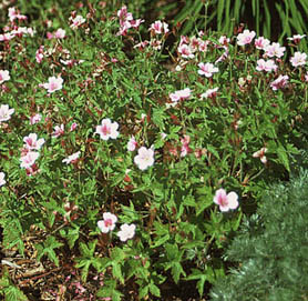 Geranium spp. (V.I. Lohr)