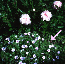 Geranium sanguineum with Peony (C.H. Pearson-Mims)