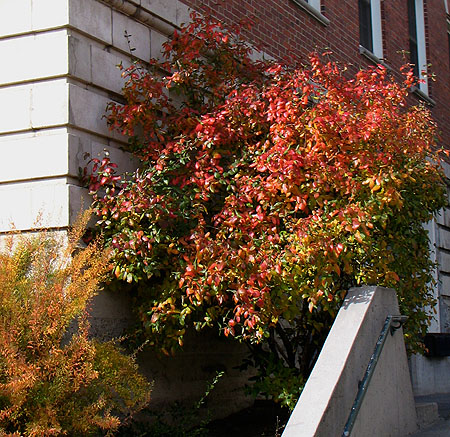 Burkwood viburnum shrub in fall color (V. Lohr)