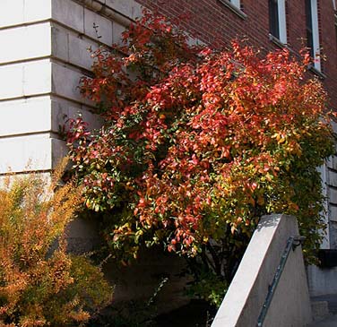 Viburnum xburkwoodii fall color (V.I. Lohr)