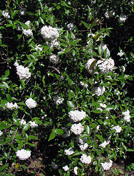 Flowering branches of burkwood viburnum (V. Lohr)