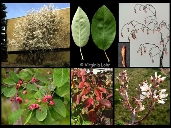 Amelanchier x grandiflora (V. Lohr)