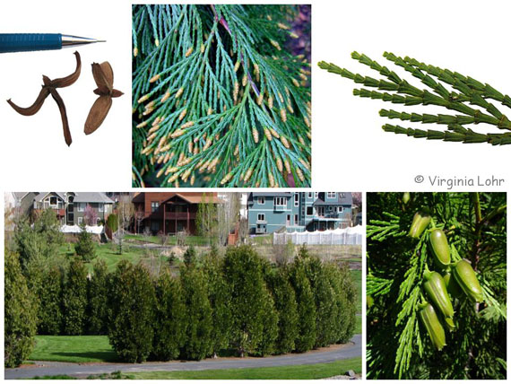 Calocedrus decurrens (V. Lohr)