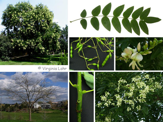 Styphnolobium japonicum (V. Lohr)