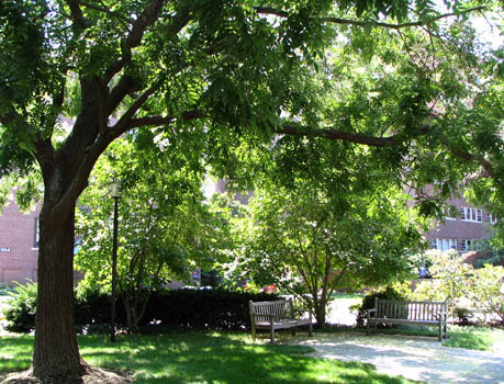 Styphnolobium japonicum form (V. Lohr)